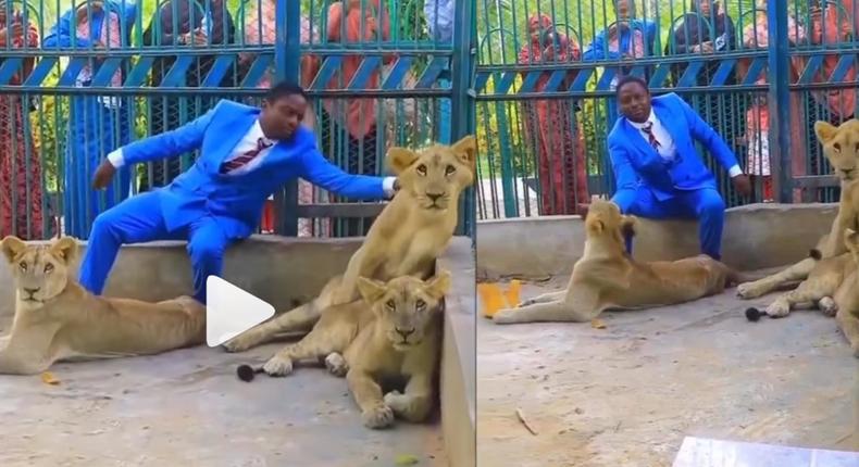 Pastor visits zoo, plays with lions to show churchgoers how strong he is (video)